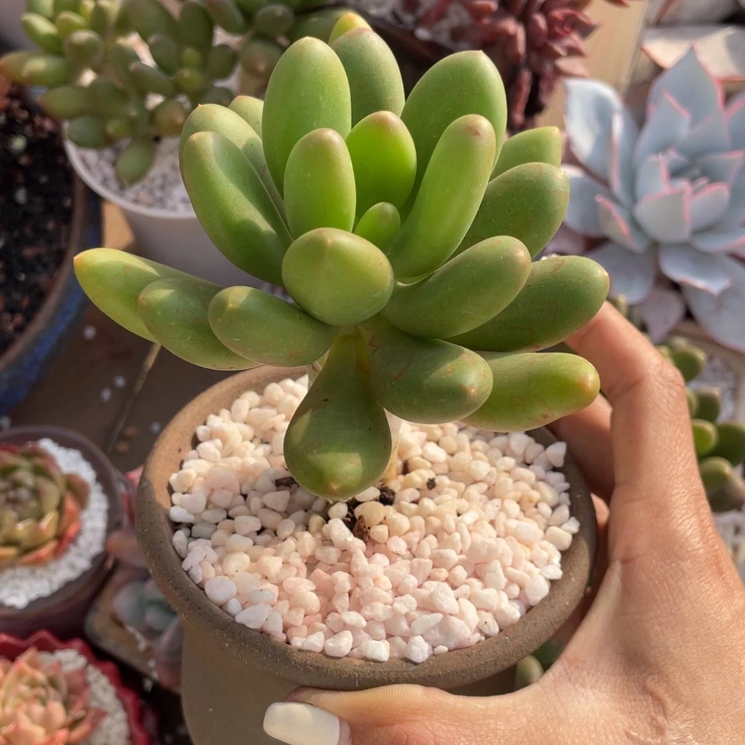 多肉植物盆栽多肉