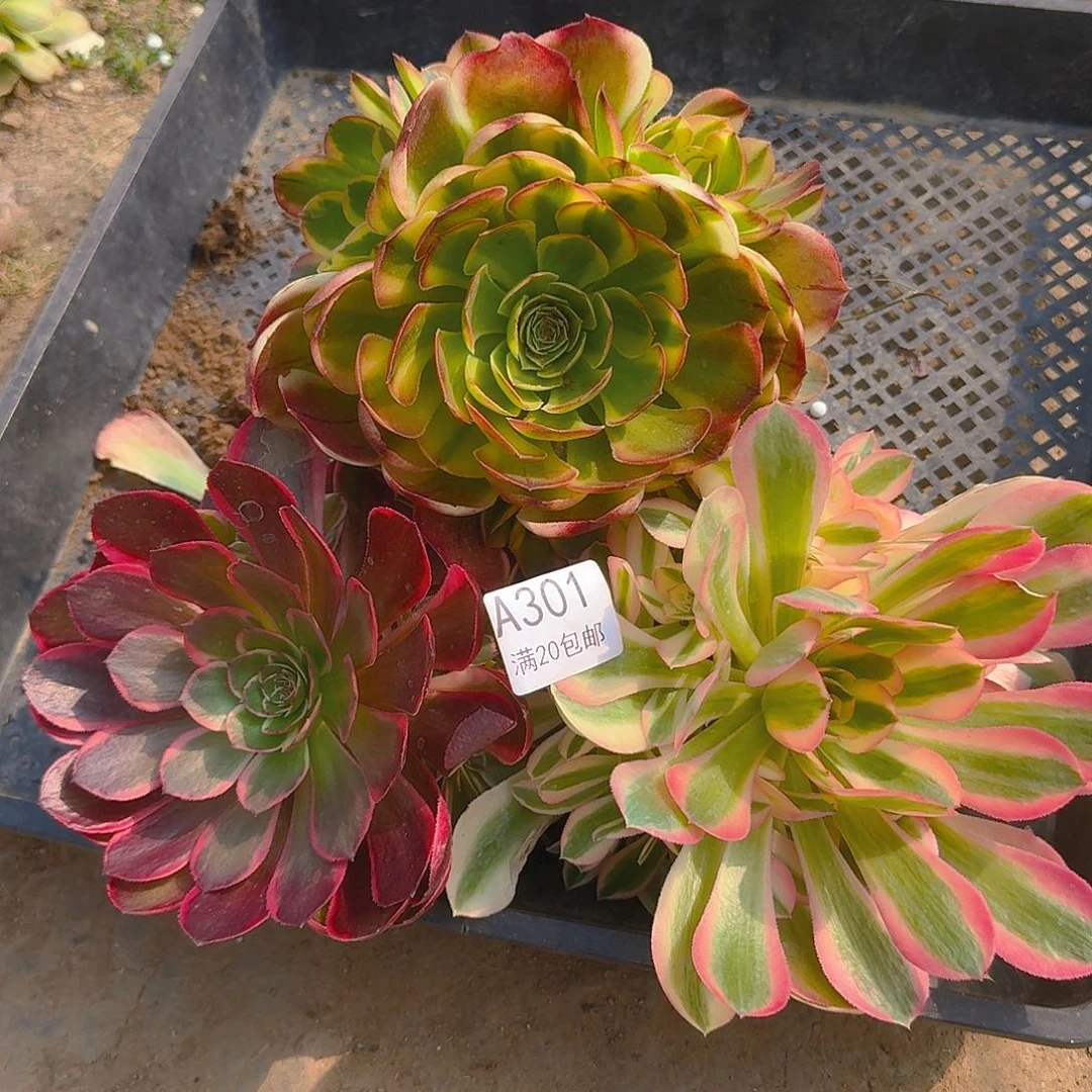 301301多肉植物的