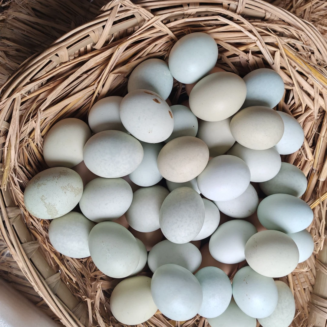 40枚绿壳土鸡蛋 散养散放 现捡现发