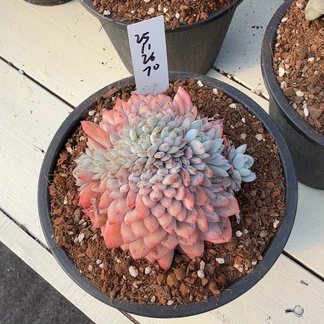 小***y25112670星星橙缀化