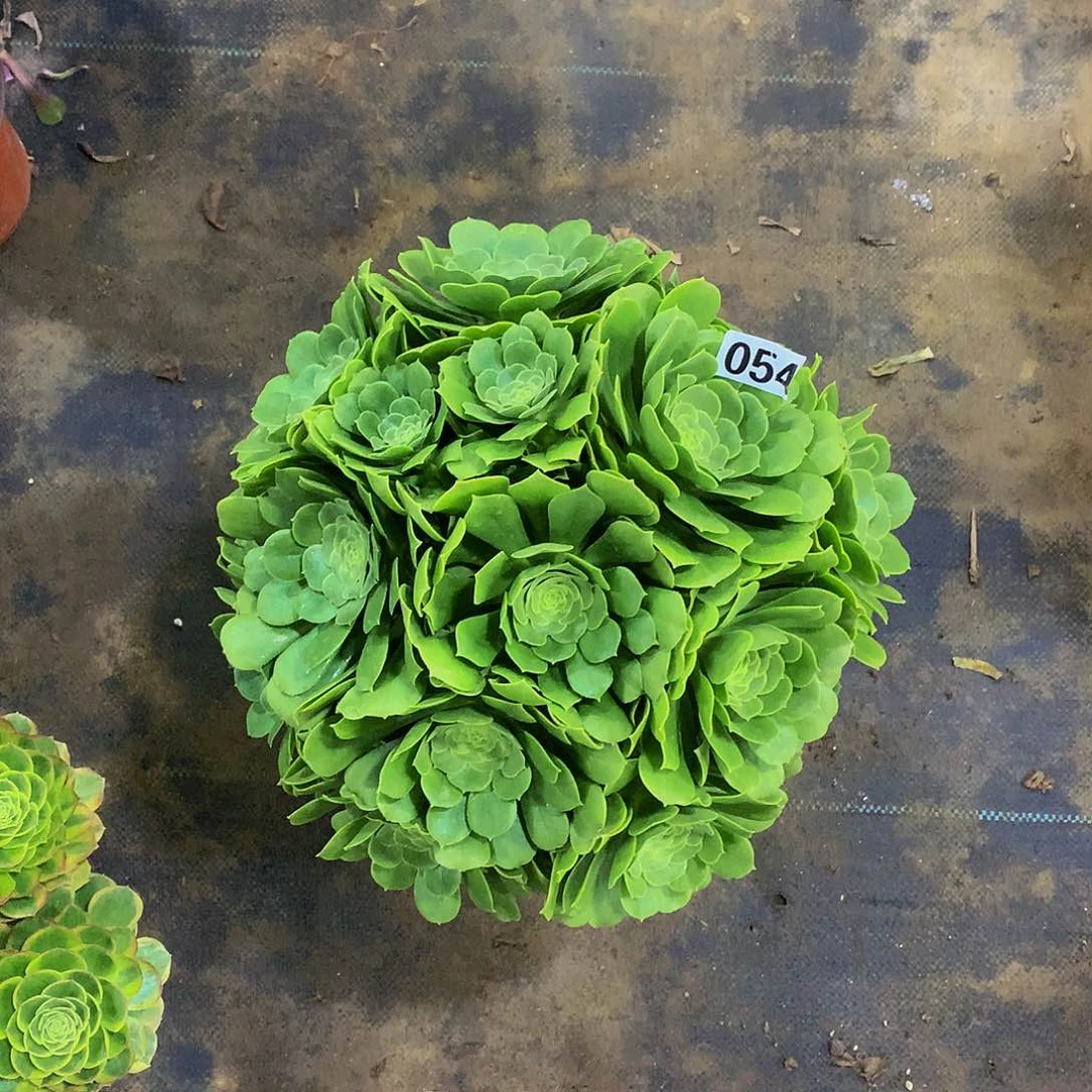 人****?054绿羊绒8888888888多肉