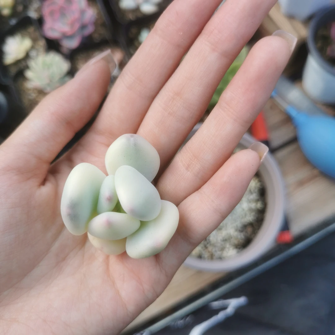 三日月锦多肉植物