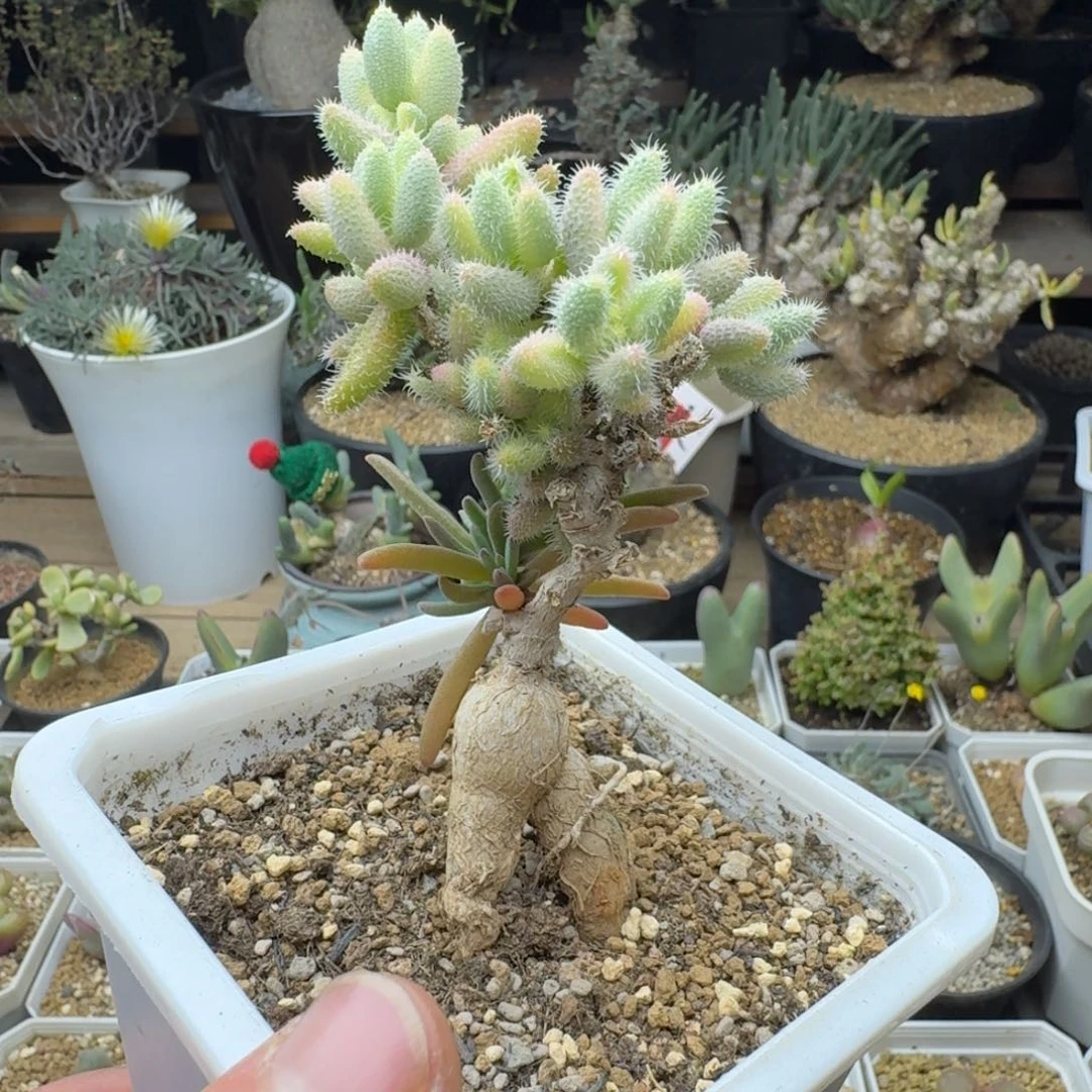 雷童锦福利多肉。