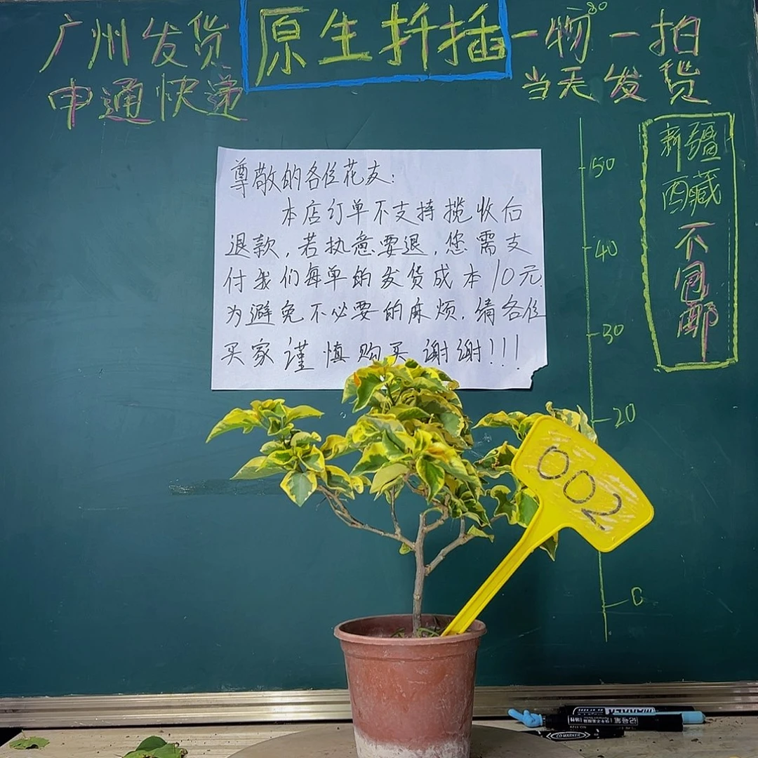 当前无花栽培后可以开花金边黄002