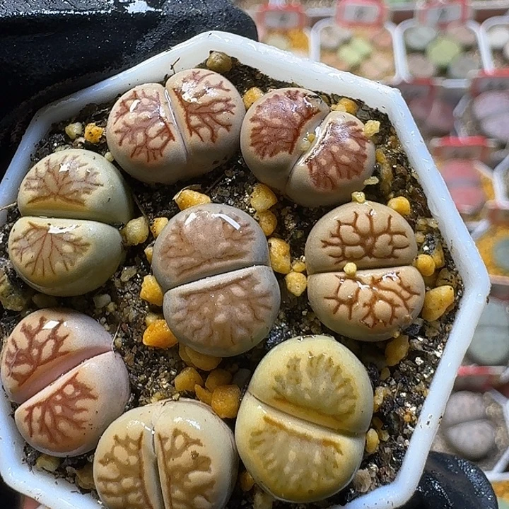 生石花23:：。    265号