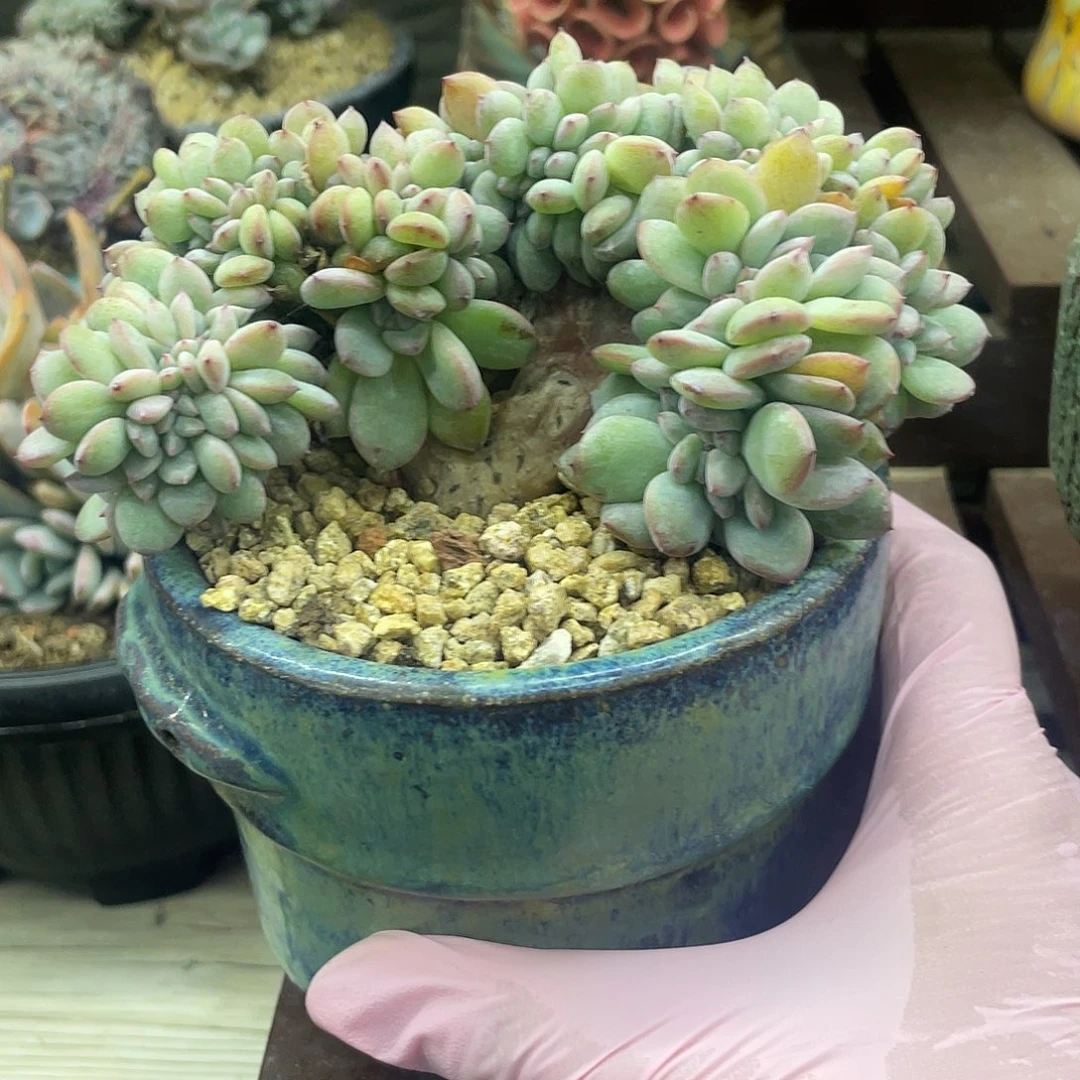 嘴****星影小树。