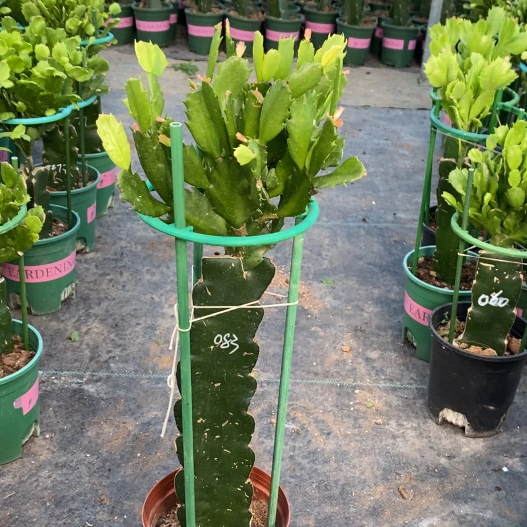 完全开放an083重瓣