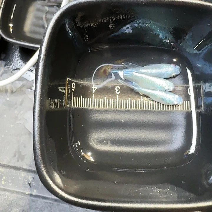 青鳉鱼43号拍品银短球