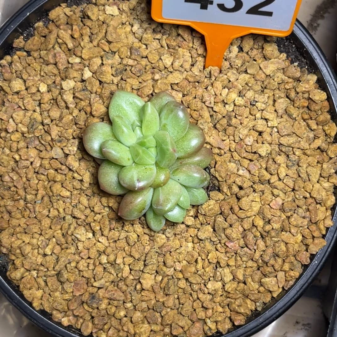 多肉植物迷雾泡泡432