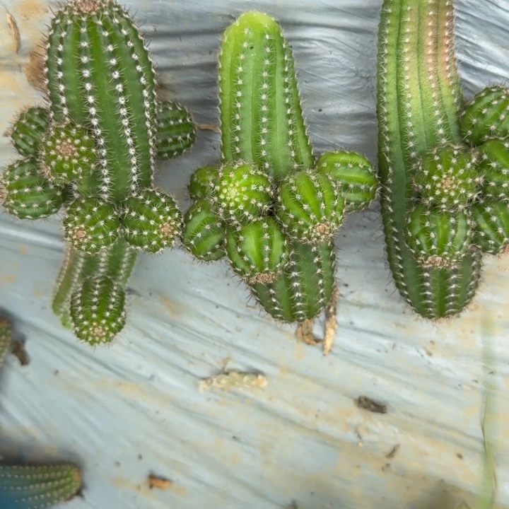 白檀仙人掌侧芽一个486