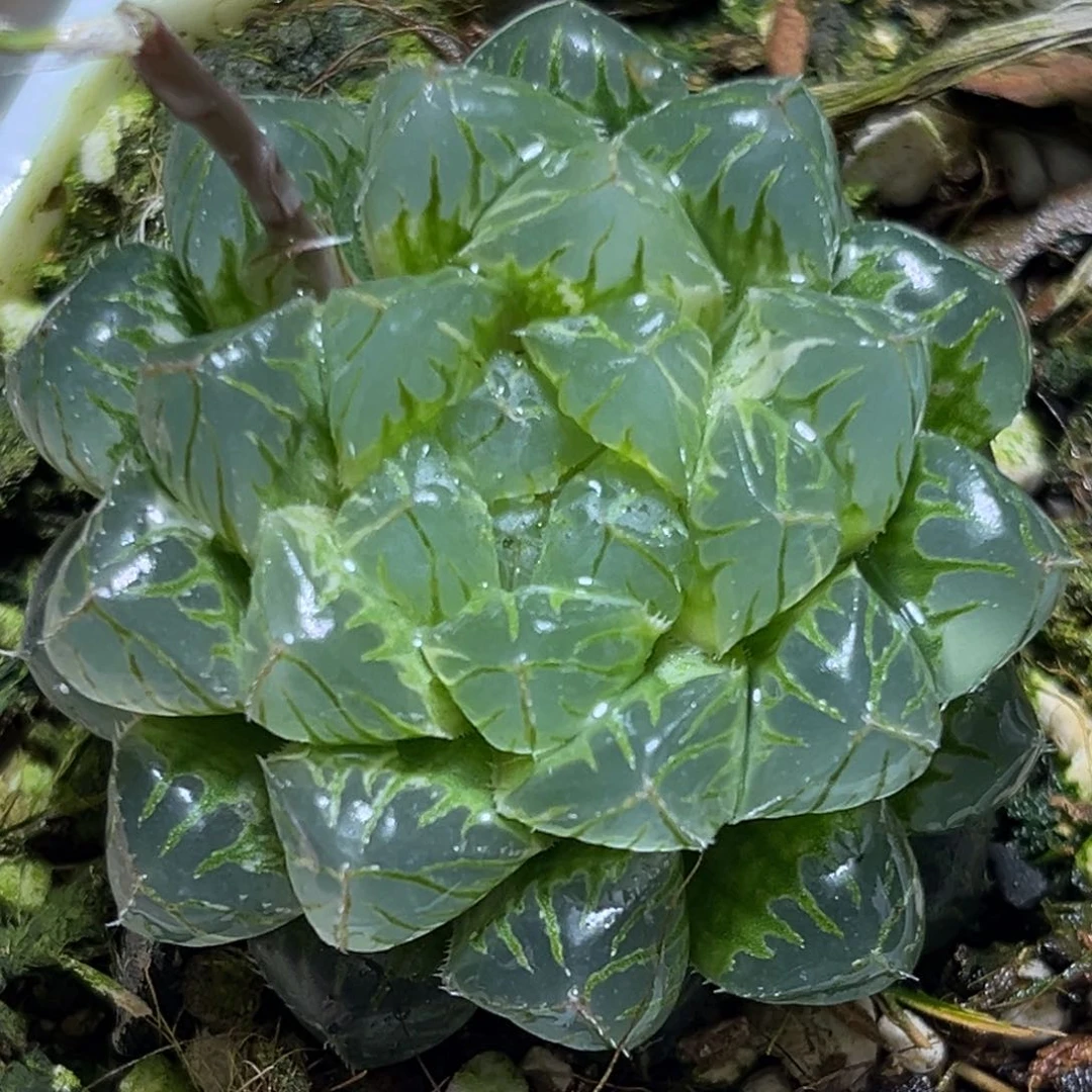 恭喜发财大吉大利0089