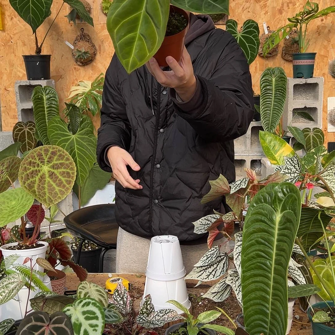 完全开放A22老桩花烛