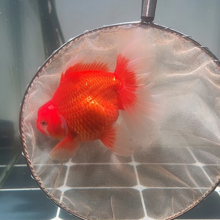 金鱼百褶泰狮压成28