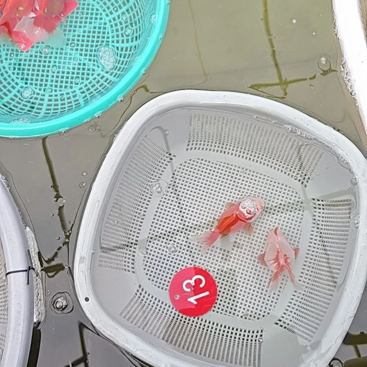 海水鱼13直播间看好下单不退不换到货录完整开箱视频有售后