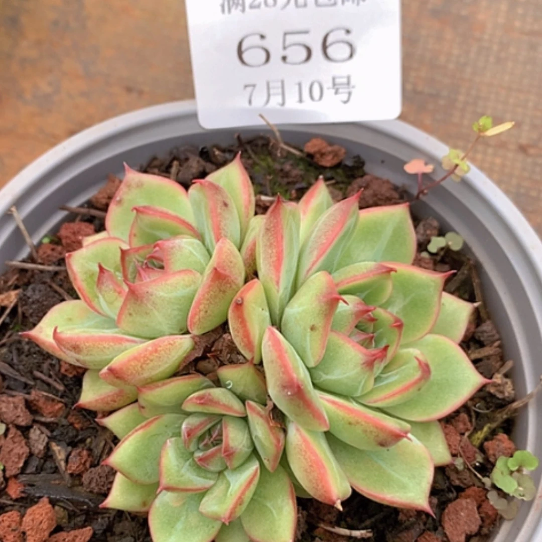 【闪购商品】云656号