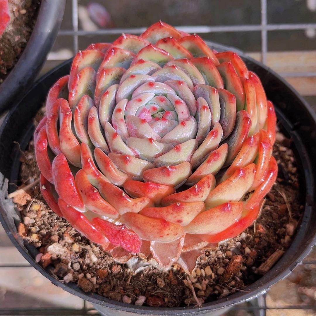 海洋之心10.5公分998999