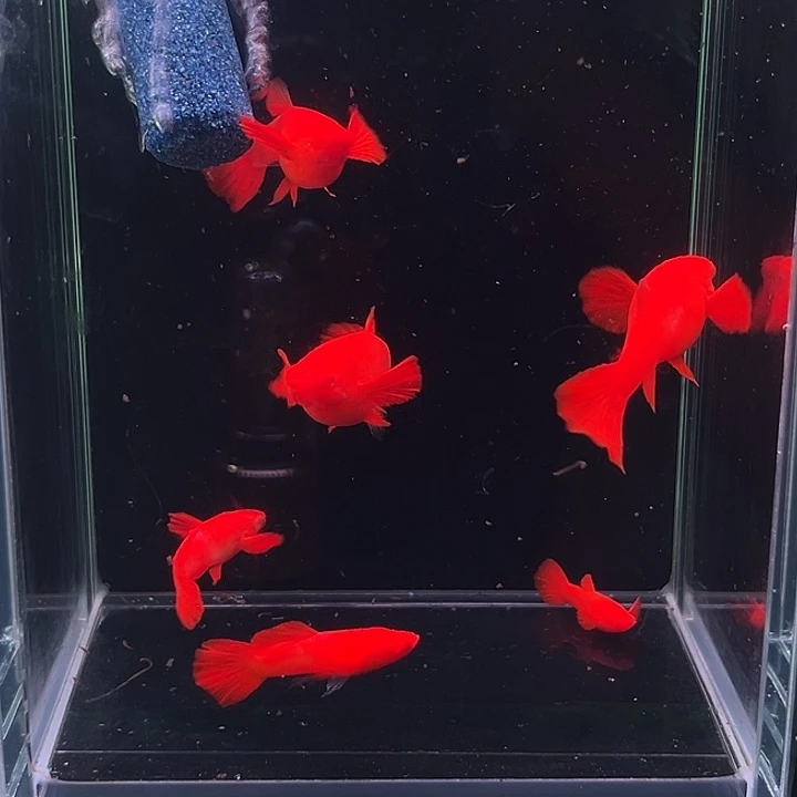 孔雀鱼精品火麒麟2对补差价