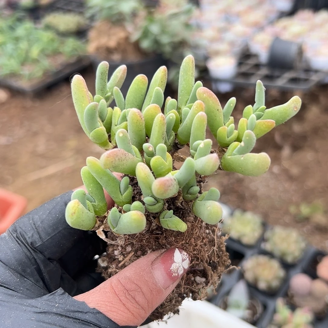 一***一多肉植物多肉植物