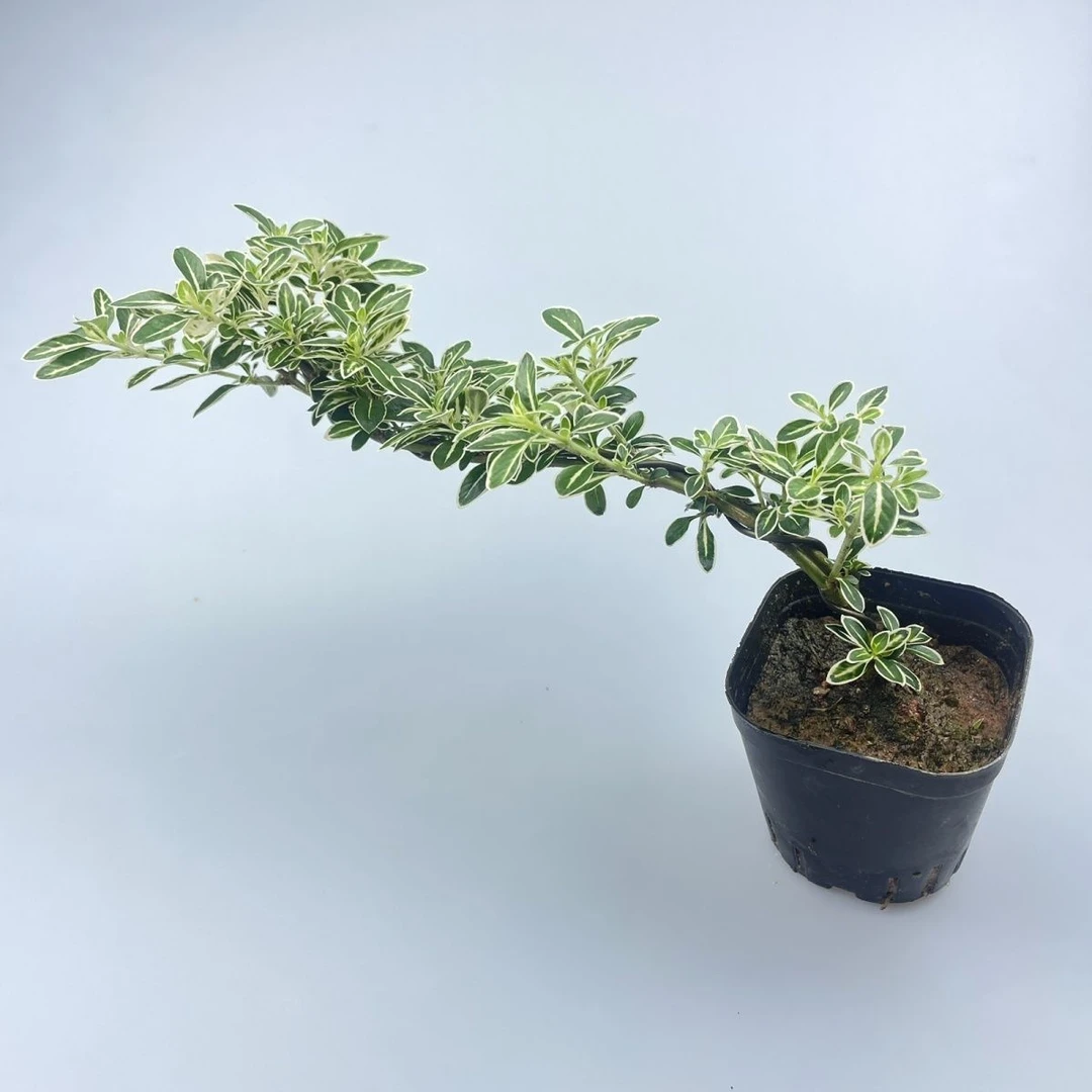 悬崖飘枝红花/百花金边六月雪造型盆景悬崖禅意室内绿植植物老桩