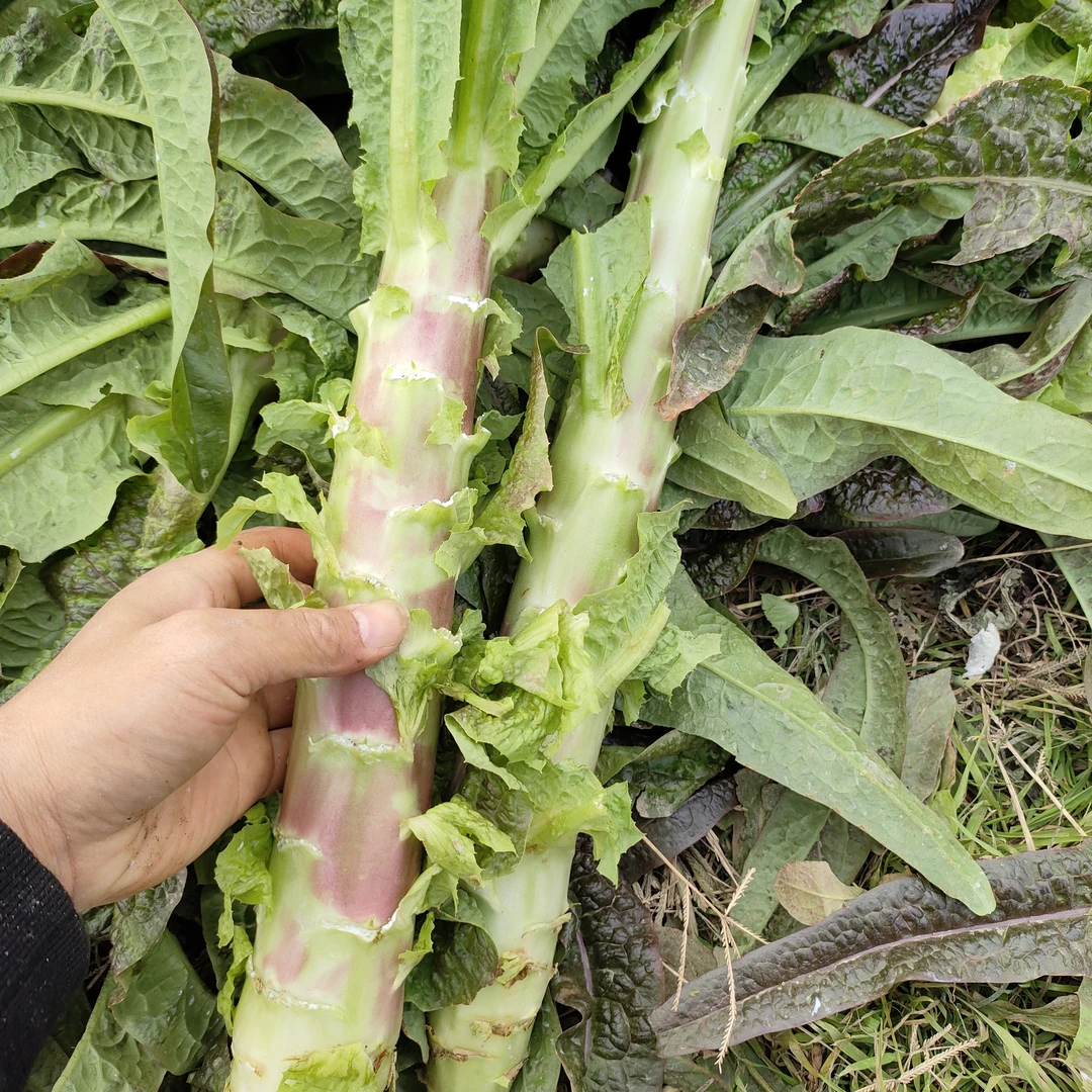 罗城仫佬族自治县农户家莴笋