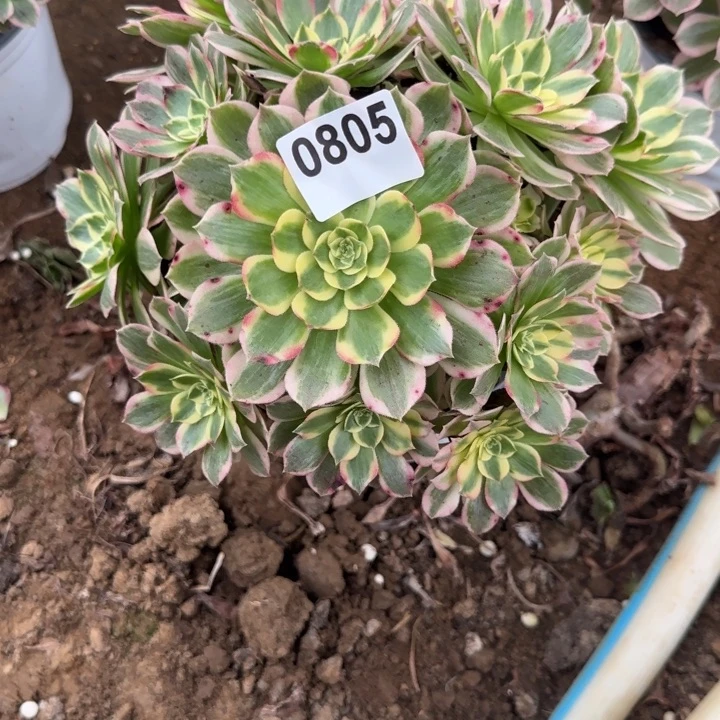 你805 清棚处理不包断枝