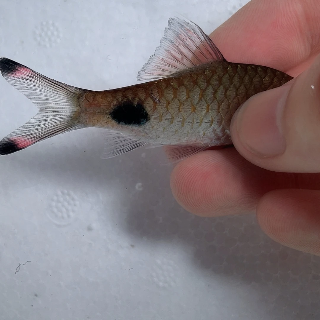 海水鱼红鳍蓝6-8cm