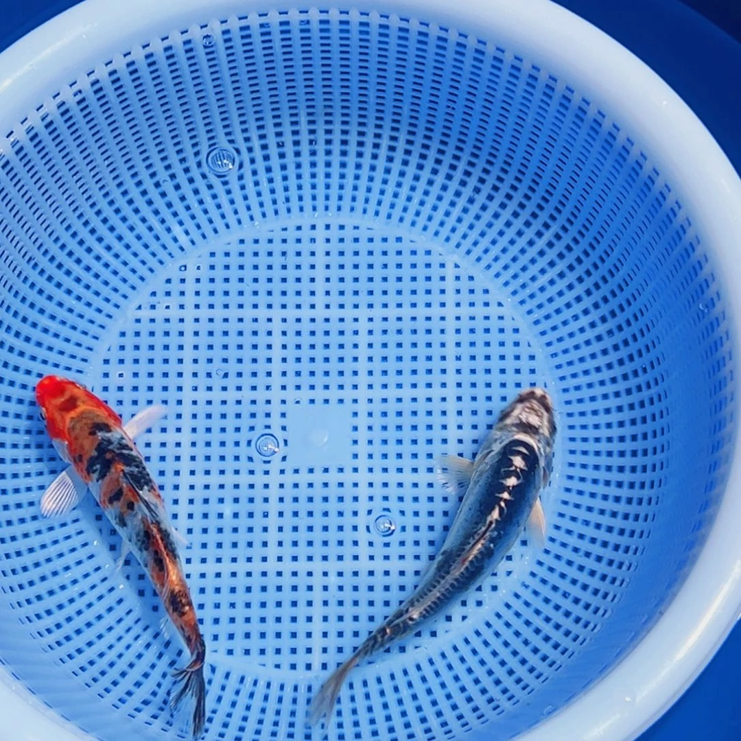 锦鲤锦鲤观赏鱼11111