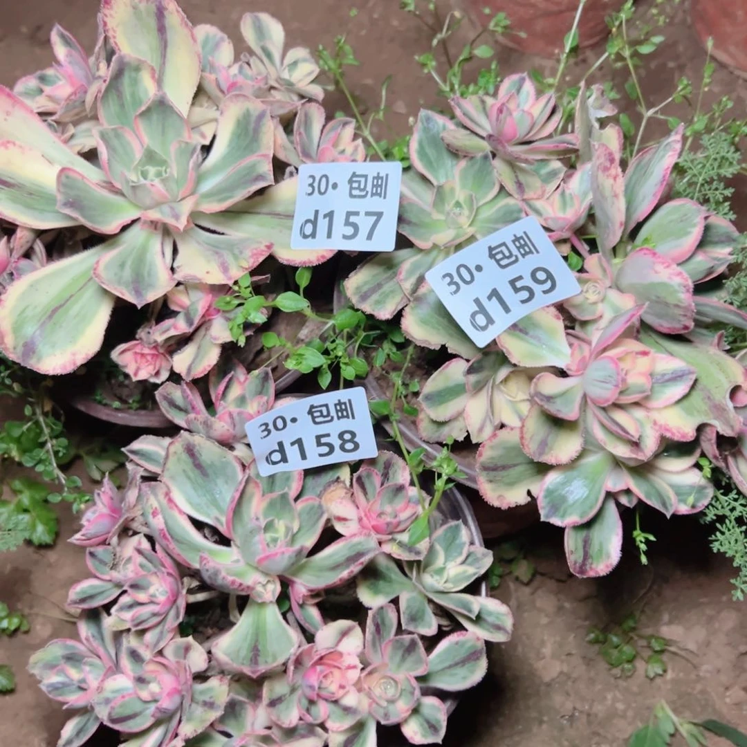 春*3颗处理多肉法师