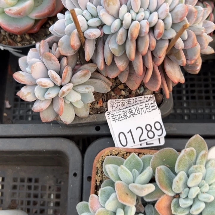 幸运的是我还没遇到幸运