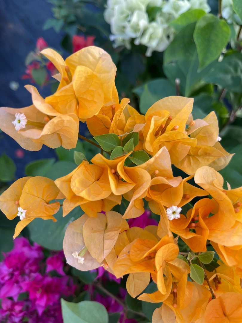 加州金黄三角梅盆栽爬藤植物四季花基地美丽土壤绿植原盆土带花发