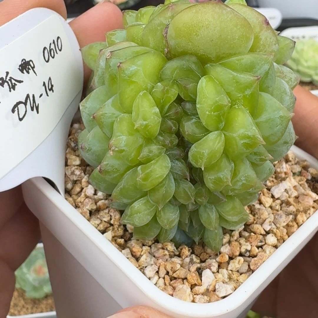 0610-014-不知名缀