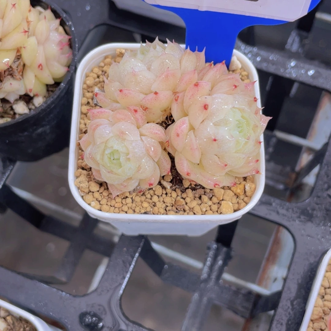 728号冰透珍妮新品