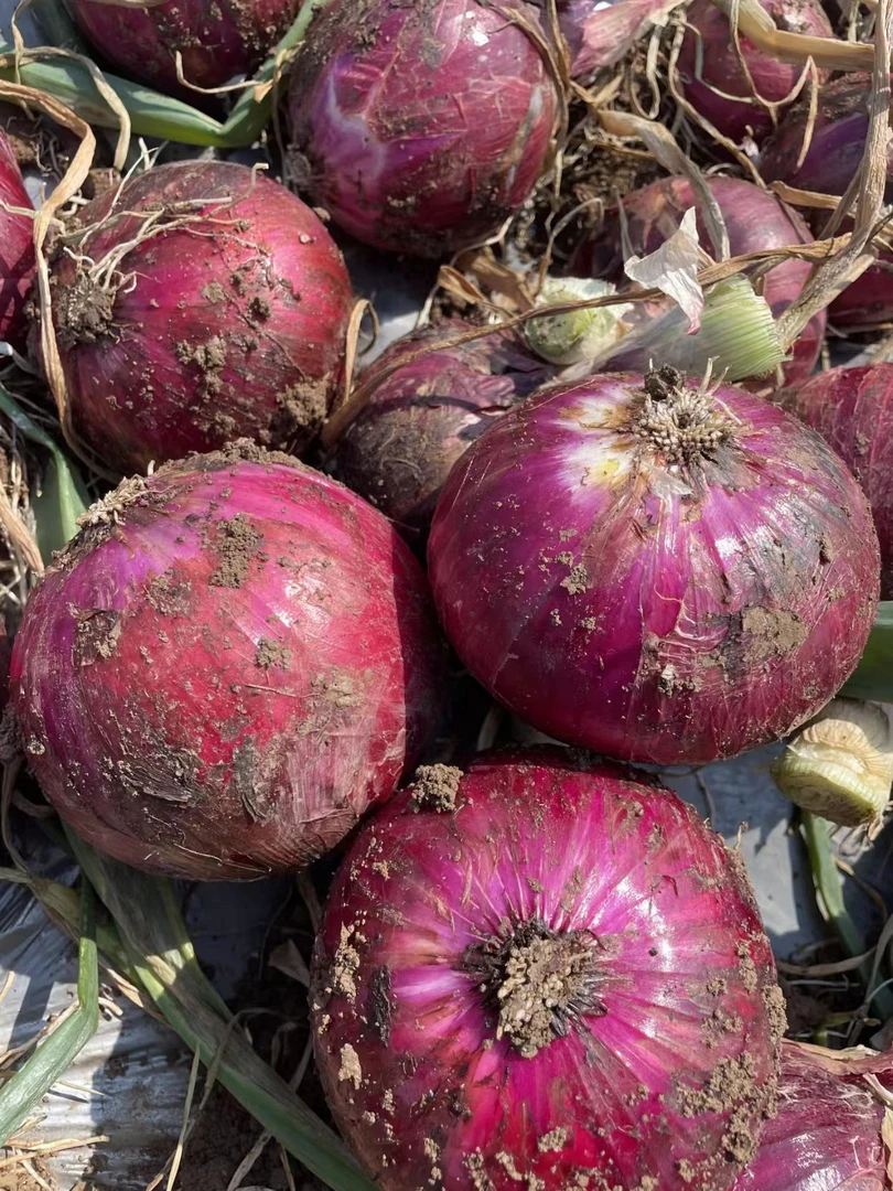 【助农甄选9斤】2025新鲜现挖紫皮洋葱炒菜凉拌可生吃时令蔬菜