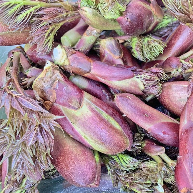 （顺丰包邮）云南刺老芽山野菜当季新鲜山茅野菜刺头菜现摘现发