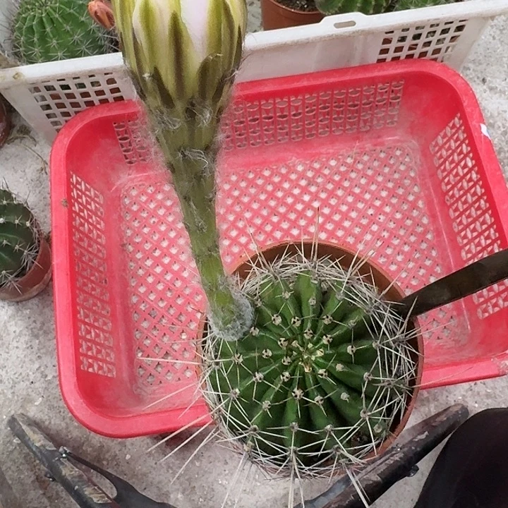无花朵彩草哈哈哈哈哈哈哈哈