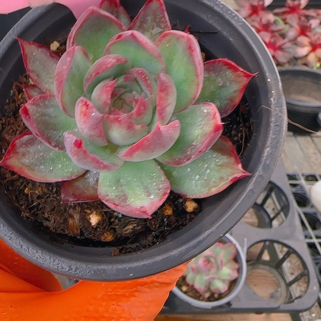 H99 惊鸿仙子多肉