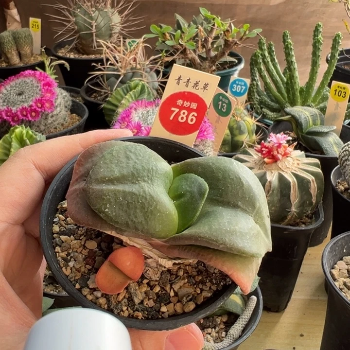 带崽红卧牛一棵仙人球