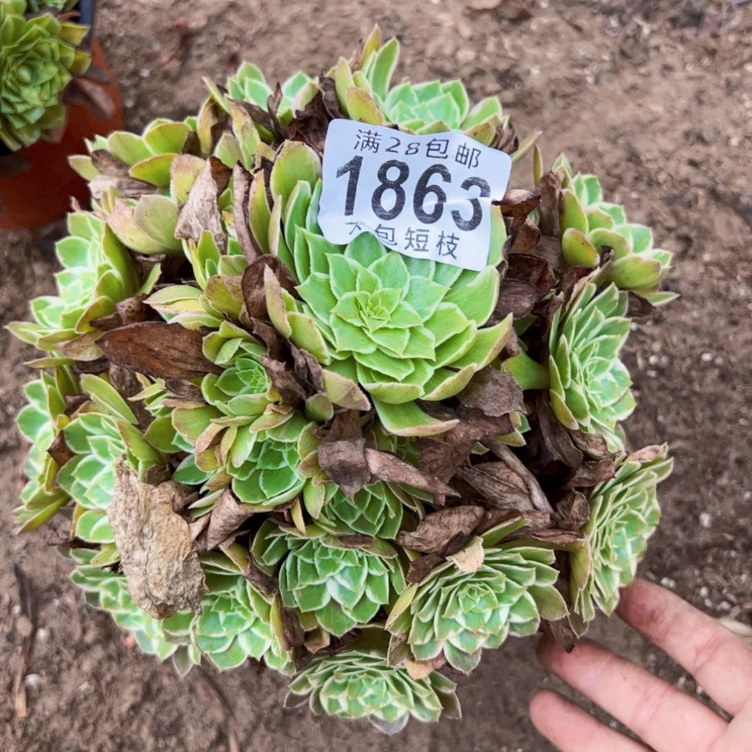1863水蜜桃多肉植物法师