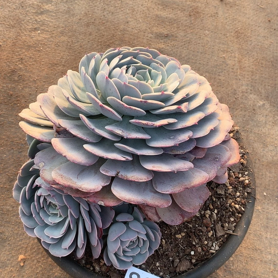 808天赐一物一拍多肉