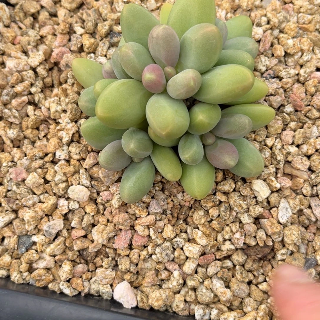 多肉植物的繁殖方式