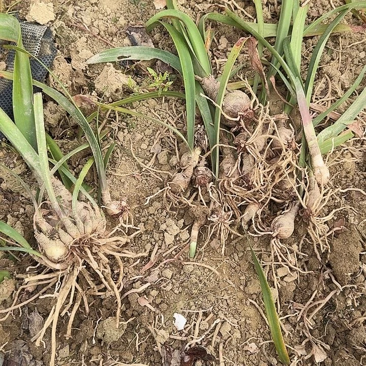 尼罗河的女儿朱顶红一组