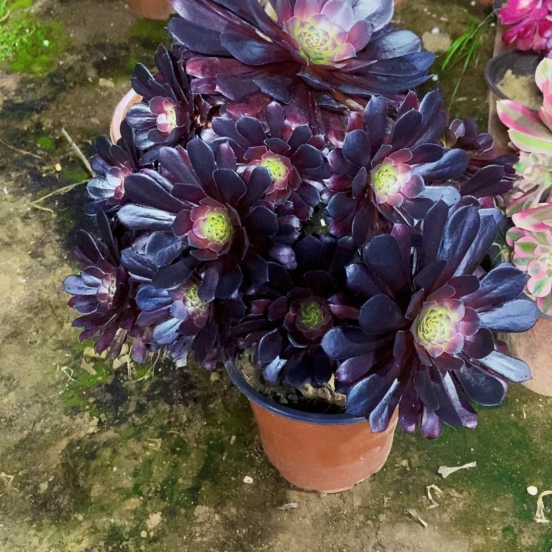 多肉146000000000000