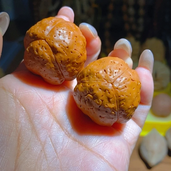 野生三瓣大金刚光头强3237
