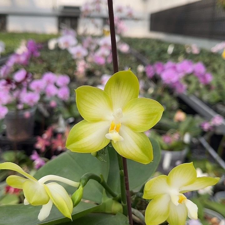 当前无花栽培后可以开花jg2318  742