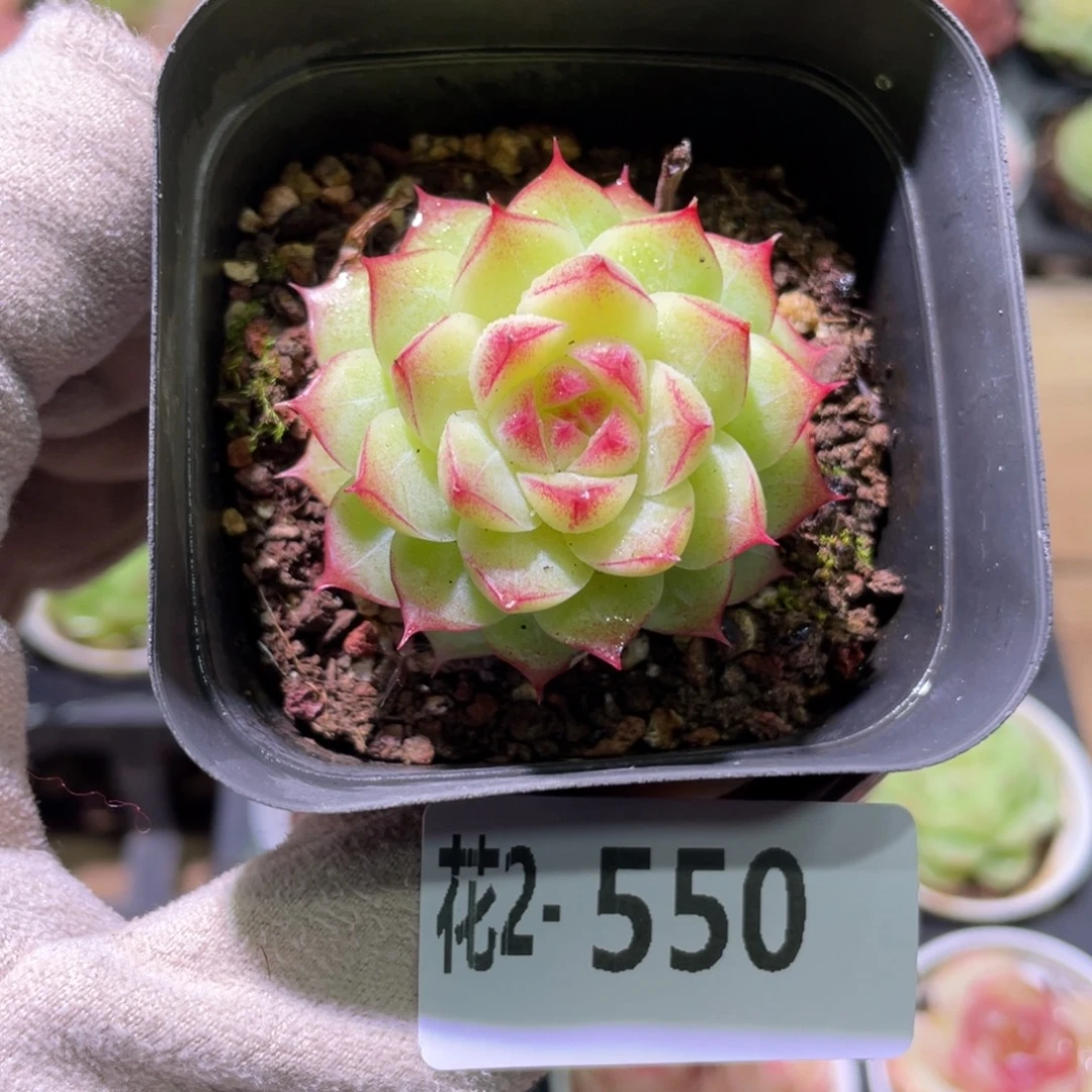 花利美2-550女王玫瑰