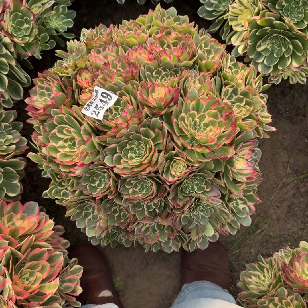 法师丘比特16-9 2549