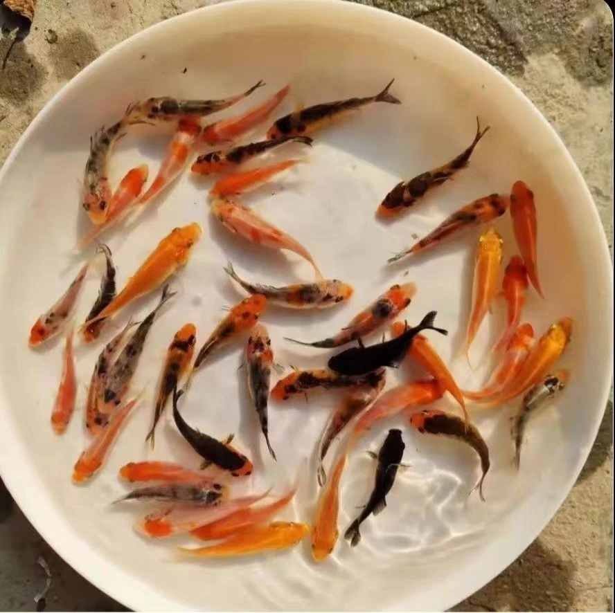 红白昭和随机30一盆
