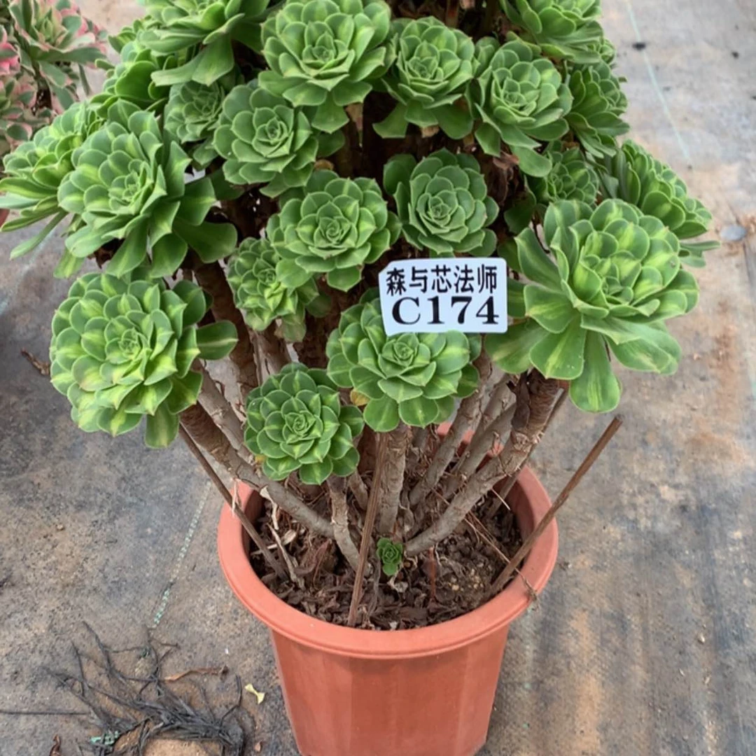 【闪购商品】174翡翠琉璃