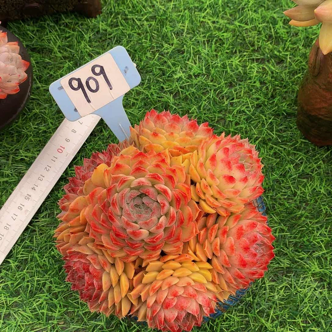 华****金朱砂痣多肉植物626272