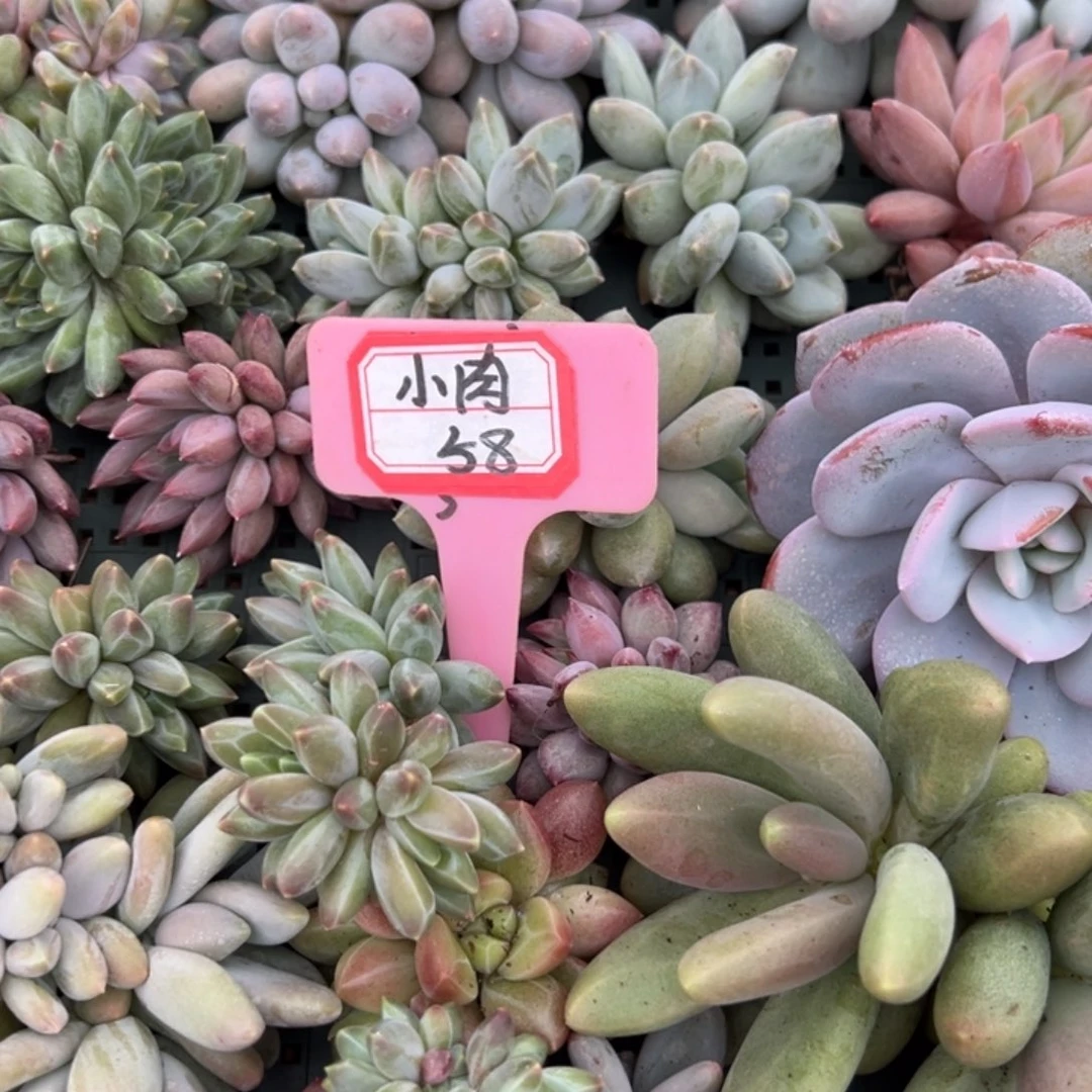 多***儿小肉58。